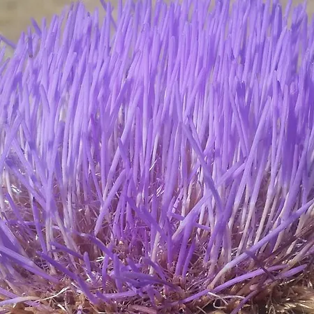 Gabry Nocleg ze śniadaniem Ospedaletti