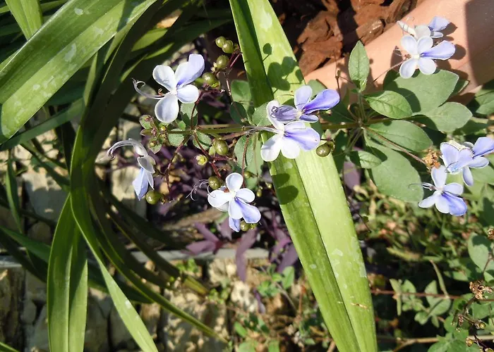 Gabry Bed and breakfast Ospedaletti