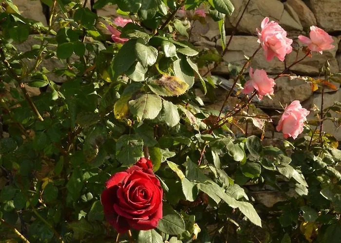 Bed and breakfast Gabry Ospedaletti