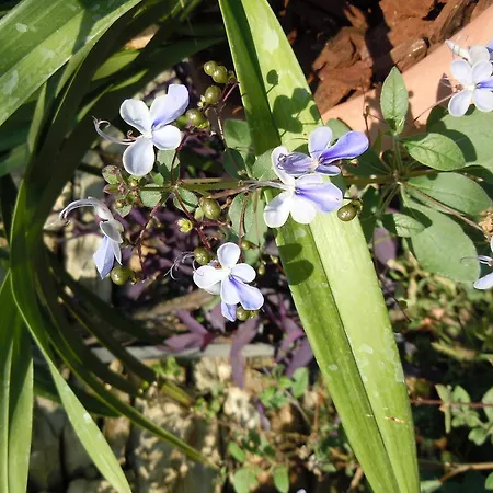 Gabry Bed & Breakfast Ospedaletti