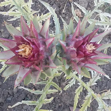 Gabry Отель типа 