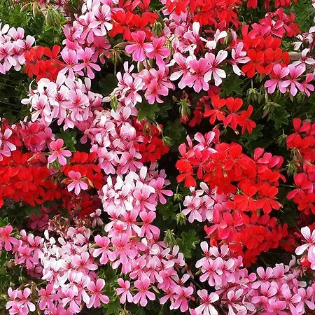 Gabry Оспедалетти