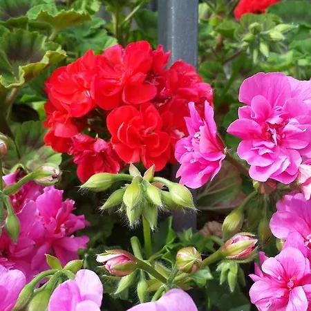 住宿加早餐酒店 Gabry *