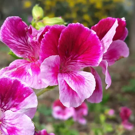 住宿加早餐酒店 Gabry 欧斯佩达蒂