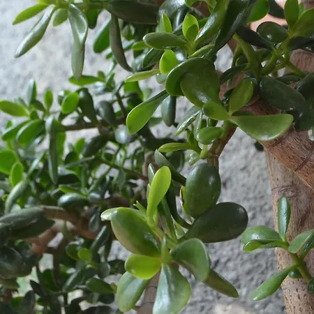 住宿加早餐酒店 Gabry