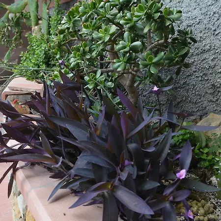 Gabry 欧斯佩达蒂