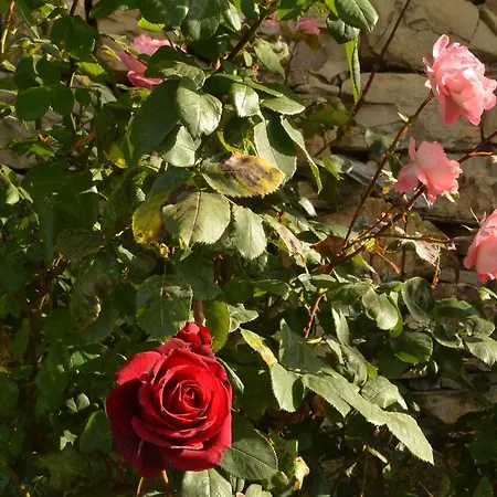 住宿加早餐酒店 Gabry 欧斯佩达蒂