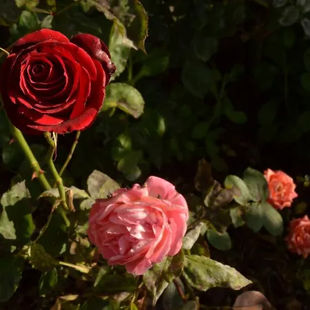 住宿加早餐酒店 Gabry