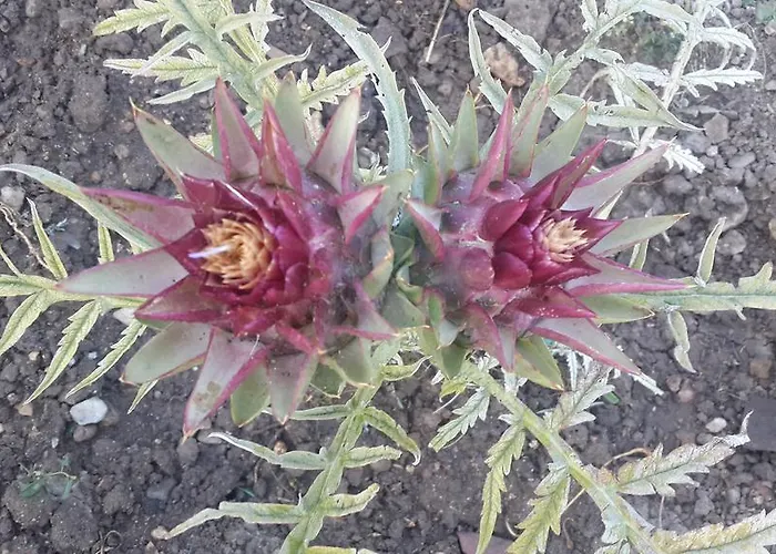 Gabry Bed & Breakfast *