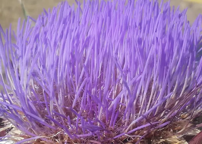 Gabry Bed & Breakfast Ospedaletti