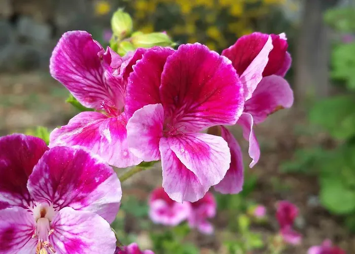 Bed & Breakfast Gabry Ospedaletti