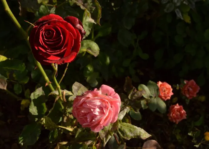 Bed & Breakfast Gabry